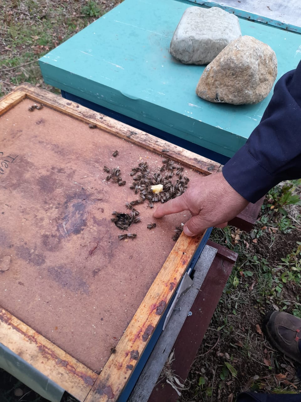 Cambio climático en la apicultura
