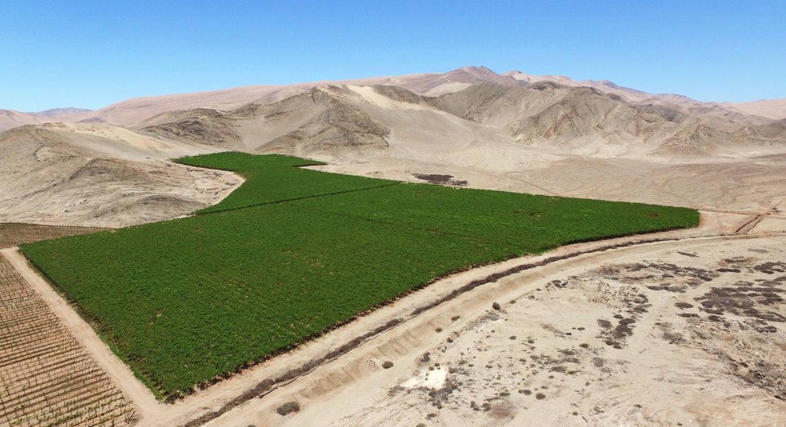 agricultura en el desierto